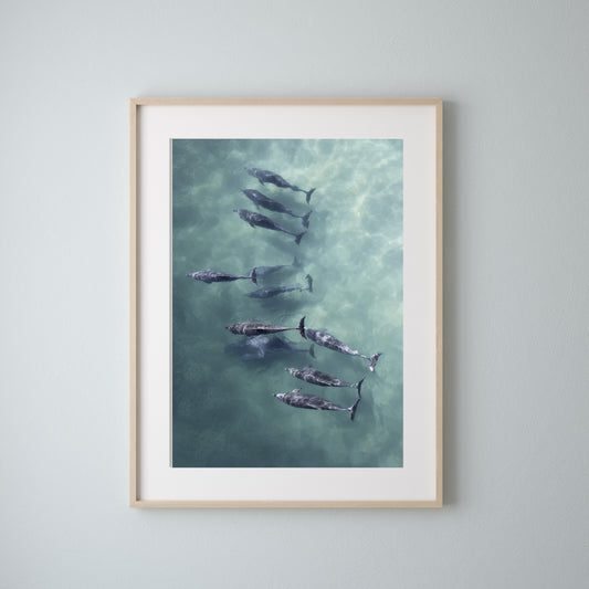 Dolphins Chasing Bait